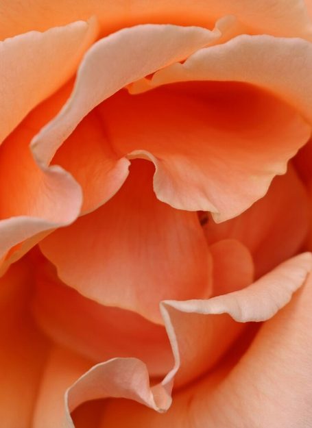 Nicole Stewarts Beautiful Petal